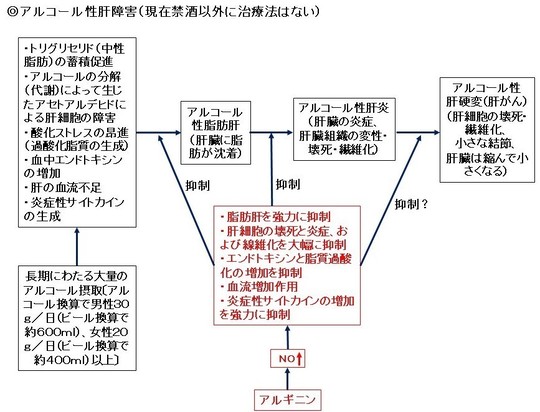 肝障害 アルギニン ジェイエヌピー研究所